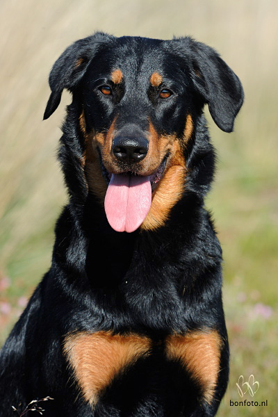 CH. Dianthe de la Noé d'Orient