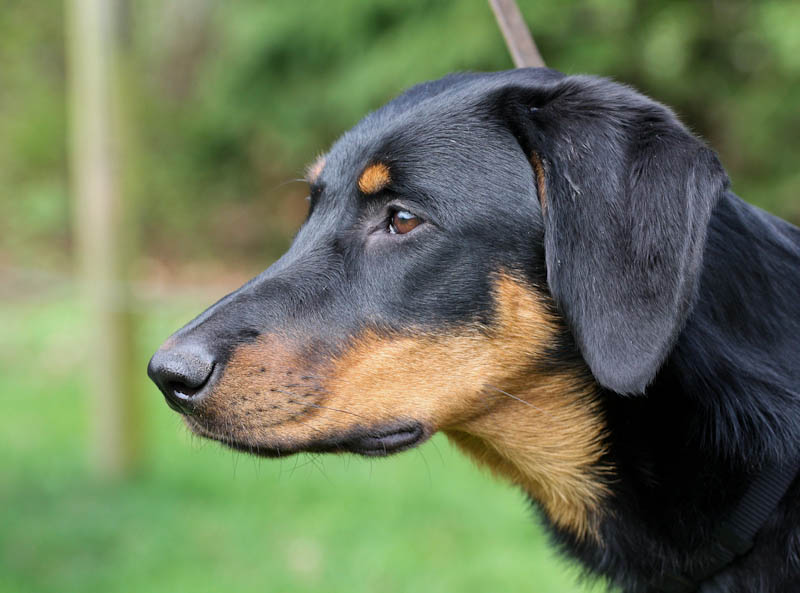 Flirthe yloïse De La Bonhardiesse