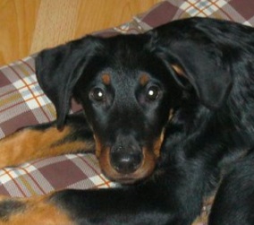 Frivole ycone De La Bonhardiesse