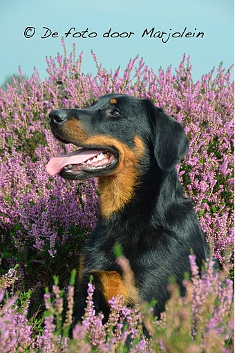 CH. Fan ubac yem De La Bonhardiesse