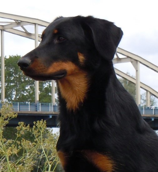 Fauve yolie De La Bonhardiesse