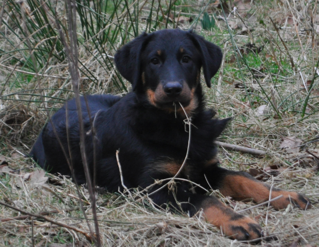 Hertogh yan De La Bonhardiesse