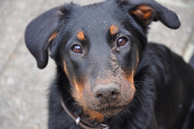 Halouette ysis De La Bonhardiesse