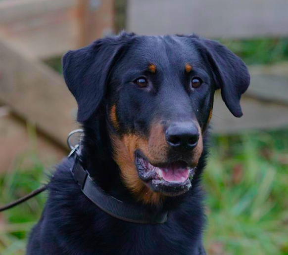 CH. Hirgon yvain dit homme De La Bonhardiesse