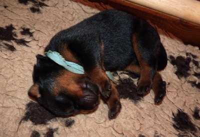 De La Bonhardiesse - Album photos des chiots!