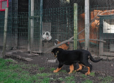 Nouvelles des chiots, deux disponible