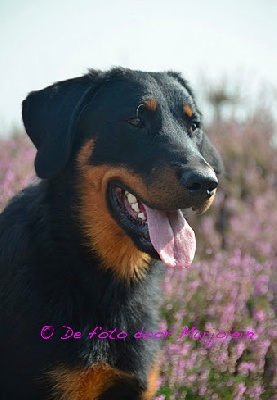 De La Bonhardiesse - Nouvelles de Fan Ubac dit Boyd!