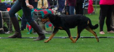 De La Bonhardiesse - Dianthe Championne :)