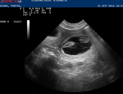 De La Bonhardiesse - Gestation confirmé !