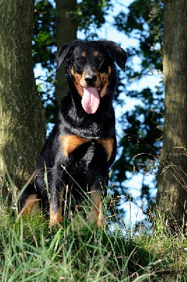 De La Bonhardiesse - Dianthe dans un magazine!