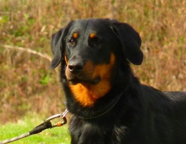 De La Bonhardiesse - Regionale d' Elevage à Cergy-Pontoise