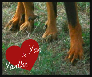 De La Bonhardiesse - Saillie Yan x Yanthe!