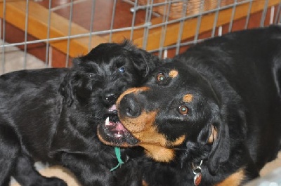 De La Bonhardiesse - Saillie & chiots prevue!