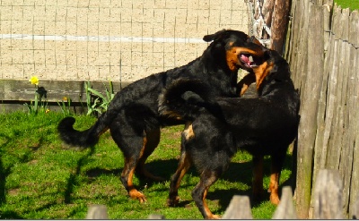 De La Bonhardiesse - Nouvelles de l'équipe d'Ubac et Dianthe