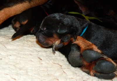 De La Bonhardiesse - Les Neuf sont nés :)