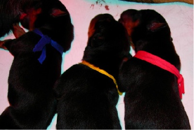 De La Bonhardiesse - L'Equipe de Dianthe