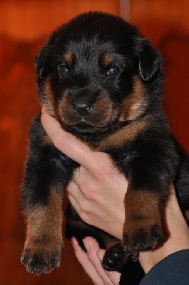 De La Bonhardiesse - Les bébes ont 3 semaines!!