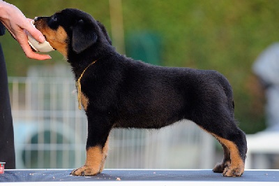 De La Bonhardiesse - Notre petite Flirthe!