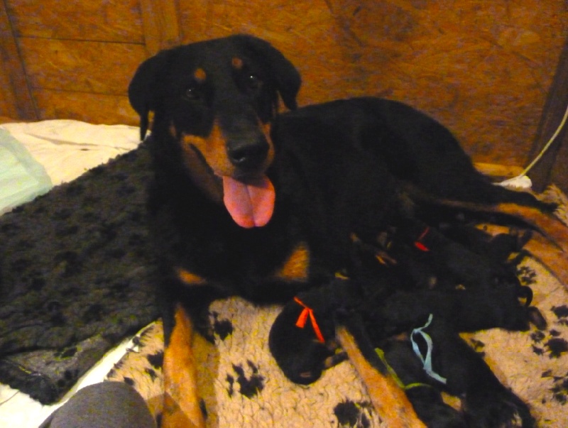 chiots Dianthe x Corver Yan