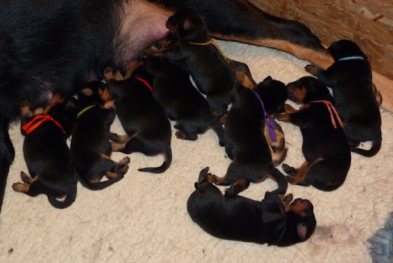 De La Bonhardiesse - Berger de Beauce - Portée née le 03/12/2012