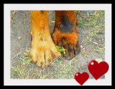 De La Bonhardiesse - Berger de Beauce - Portée née le 11/10/2010